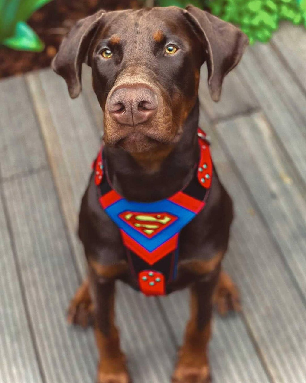 Superdog Harness Medium Size-3