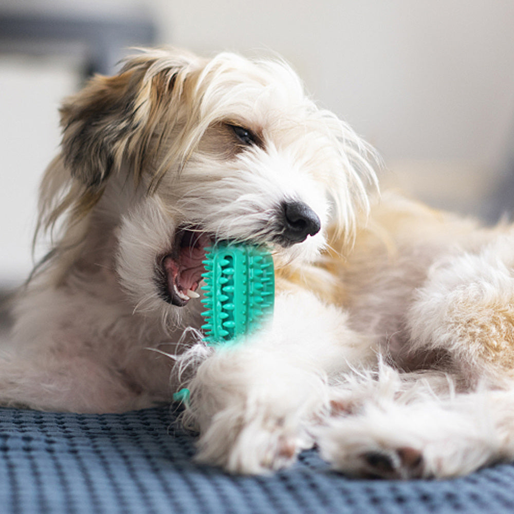CleanPlay Brush™ | Juguete Interactivo y Cepillo Dental para Perros Kioto.pet