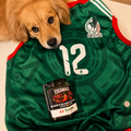 Combo Aficionado Mundialista 🇲🇽 | Jersey para perro + Chicharrón de Chile